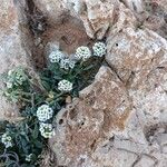 Lobularia libyca 花