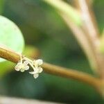 Phyllanthus phillyreifolius Blüte