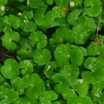 Hydrocotyle leucocephala Leaf