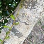 Haplocoelum foliolosum 樹皮