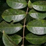 Carolus sinemariensis Leaf
