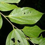 Celtis trinervia Leaf