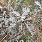 Artemisia stelleriana Fuelha