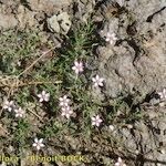 Rhodalsine geniculata Elinympäristö