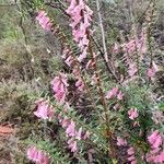 Epacris impressa Flor