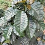 Coffea arabica Folha