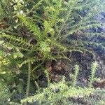 Araucaria cunninghamii Folha