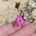 Dianthus balbisii Virág