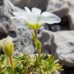 Cerastium julicum Virág