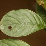 Psychotria cupularis 葉