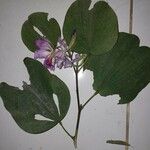 Bauhinia purpurea Květ