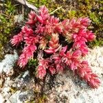 Crassula tillaea Flower