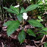 Impatiens flaccida പുഷ്പം