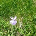 Viola cornuta Flower