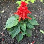 Salvia splendensКвітка