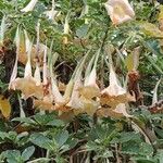 Brugmansia versicolor Blomst