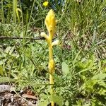 Orobanche caryophyllacea Habit