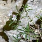 Satureja montana Flor