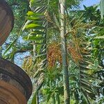 Ptychosperma macarthurii Fruto