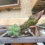 Trichocereus macrogonus Flower