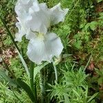 Iris albicans Virág
