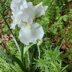 Iris albicans Blüte