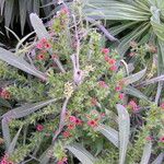 Echium wildpretii Habitus