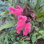 Salvia oxyphora Flower