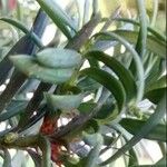 Taxus cuspidata Blad