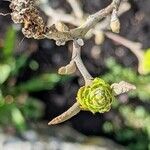 Fothergilla gardenii Muu