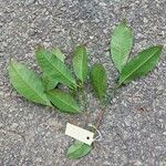 Syzygium fastigiatum Leaf