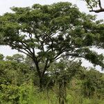 Pterocarpus angolensis Hábito