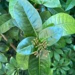 Ixora coccinea برگ