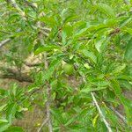 Prunus domestica Froito