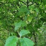 Malus coronaria برگ