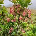 Vaccinium cylindraceum Flor