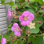 Rubus odoratus Blodyn