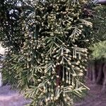 Cupressus arizonica Leaf