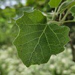 Populus × canescens Lapas