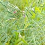 Vicia monantha Habitus