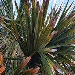 Sabal palmetto برگ