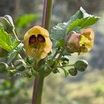 Scrophularia trifoliata Fula