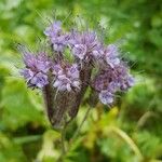 Phacelia tanacetifoliaFlower