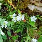 Heliosperma pusillum Кветка