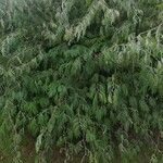 Calliandra tweediei Leaf