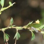 Chamaecrista kunthiana Fruit