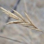 Brachypodium retusum Fruitua