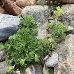 Potentilla nivalis Levél