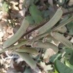 Crotalaria pallida Плод