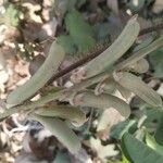 Crotalaria pallida Frukto